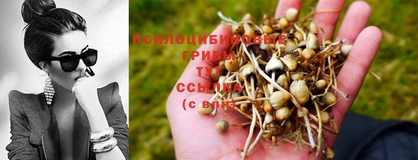 индика Волоколамск